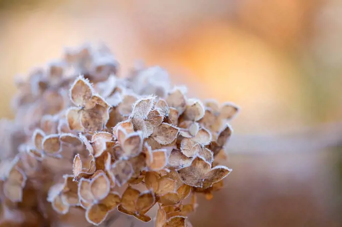 Closeup of hoarfrost dried hydrangea on a blur background
