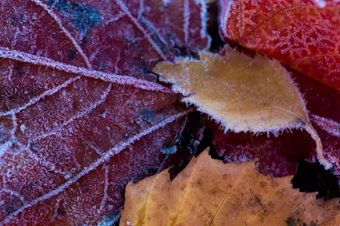 Closeup of frozen colorful leaves