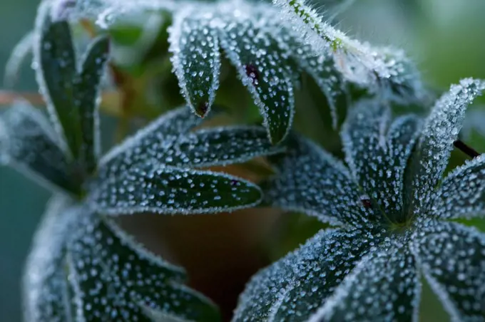 Close-up of frozen dark green plant leaves
