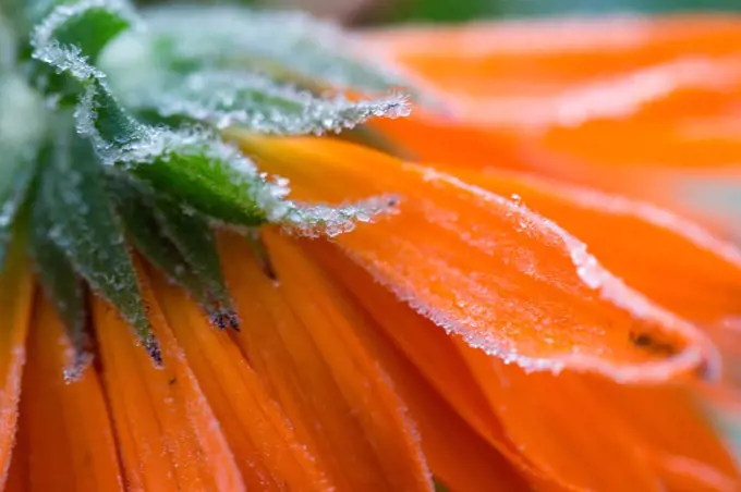 Frozen flower petals, orange marigold
