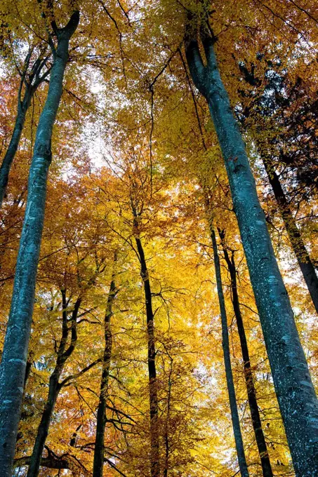 Autumn forest, trees in autumn