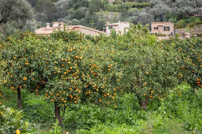 Orange trees in Fornalutx, Mallorca, Balearic Islands, Spain