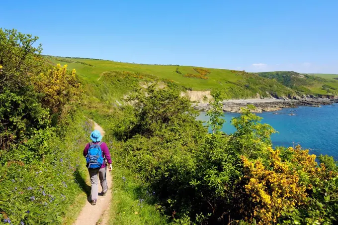 Woman hiking on Coast Path, coastal path near Looe, Cornwall, England, UK