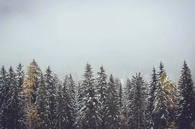 Coniferous forest, trees, snowy