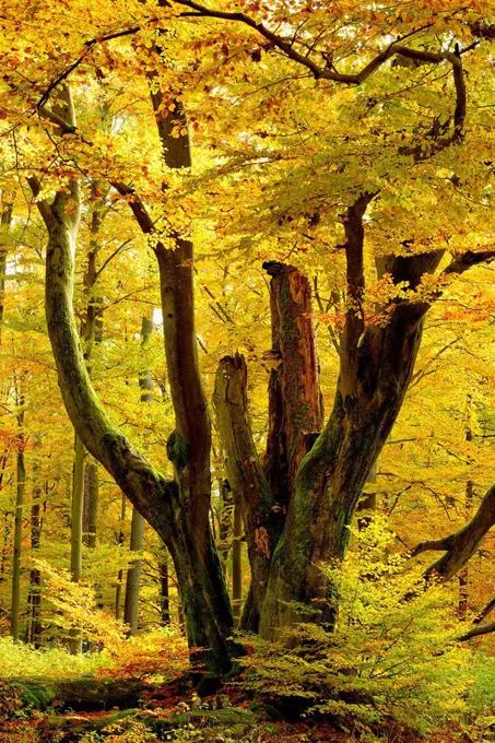 Giant old moss-covered beech tree in the near-natural foliaceous forest in autumn, Spessart nature park, Weibersbrunn, Bavaria, Germany, Europe