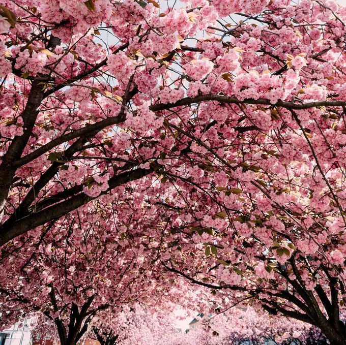 Cherry Blossom Avenue in Bielefeld,
