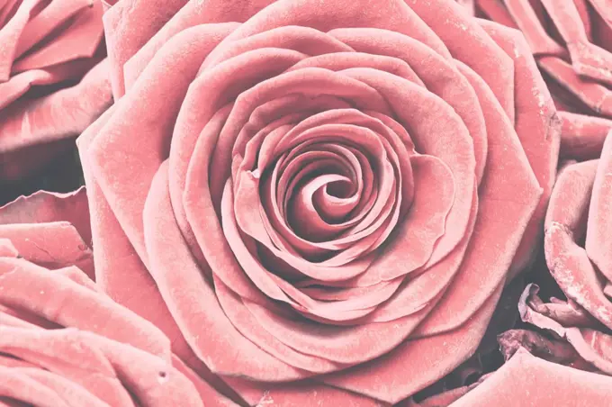 Baccara rose, close-up of a pink blossom,