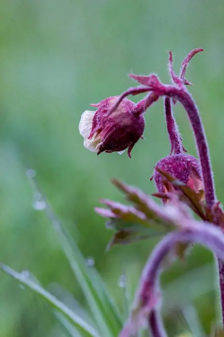 Water avens, a plant especially found in wetlands,