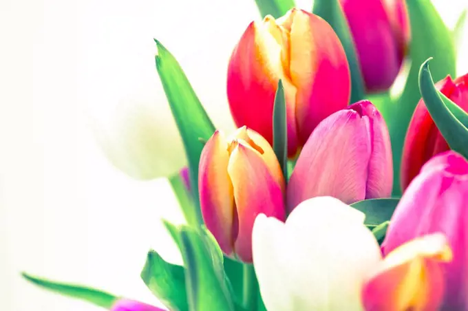 Many tulips in a bouquet - a colorful spring greeting,