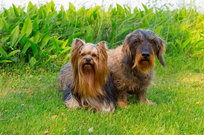 Two dogs sitting on grass