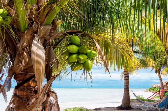 Cuba, north coast, Cayo Jutias, dream beach, Gulf of Mexico, palm tree, hammock