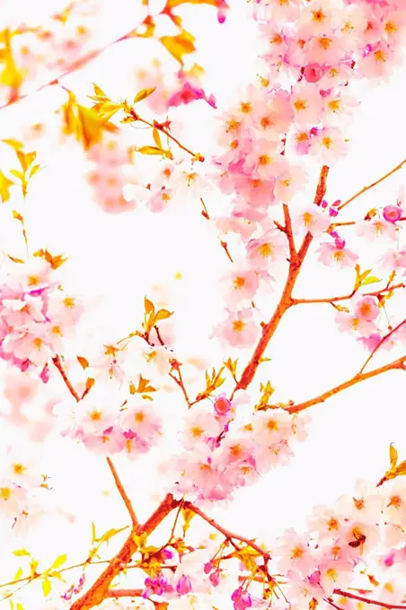 Cherry blossoms on a tree, springtime