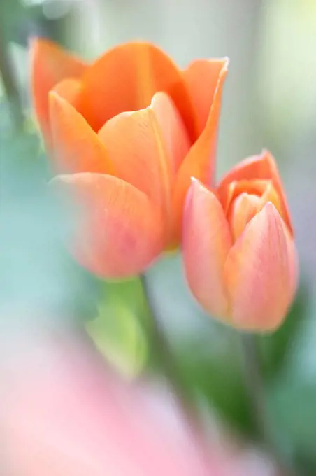flowering tulips, Tulipa, maximum aperture,