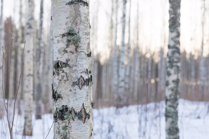 Birch trunk in the winter forest