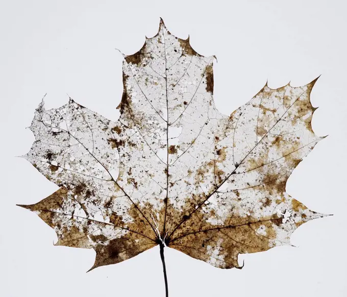 dried up maple leaf with holes and flaws in front of white background