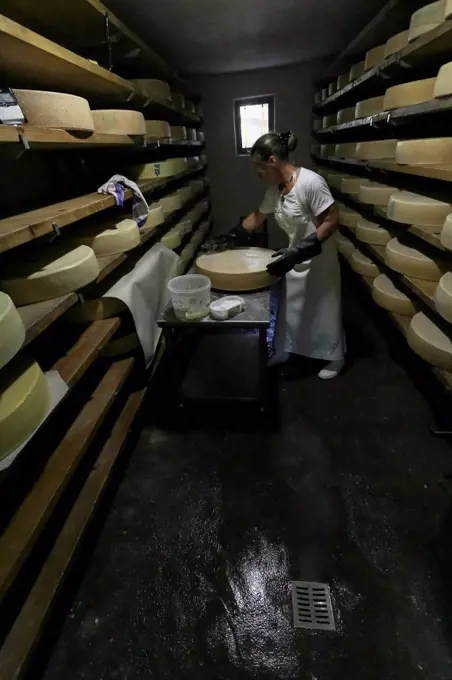 dairymaid porcesses fresh milk to aromatic alp cheese, The storage and maturation in the cellar,