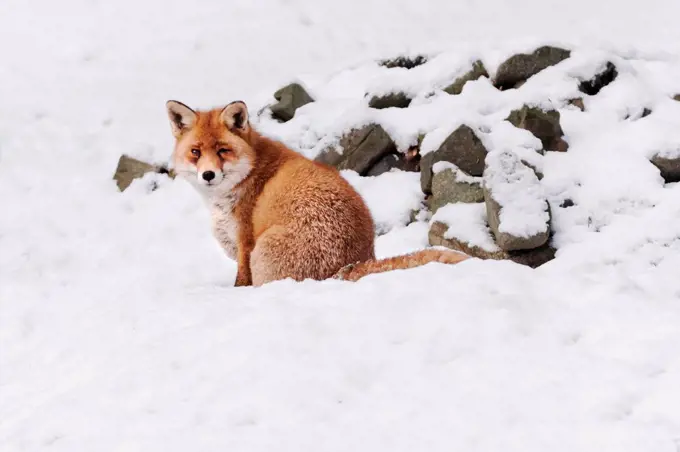 Fox in the Harz, Wernigerode, Germany