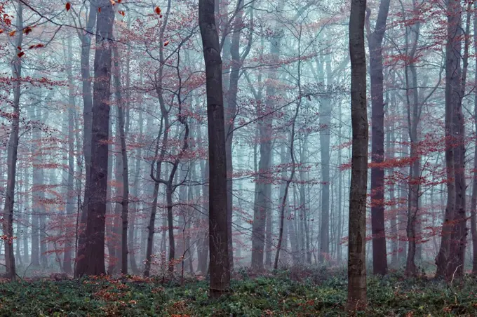 Autumn forest in fog