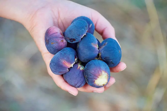 Fig tree (Ficus carica), fruits in a hand, Cres, Croatia