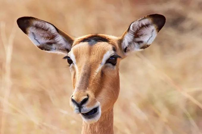 Female Impala Antelope in the Southern Kruger Park.