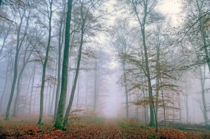 Fog in autumn forest, Hermeskeil in Hunsrück, Rhineland-Palatinate, Germany