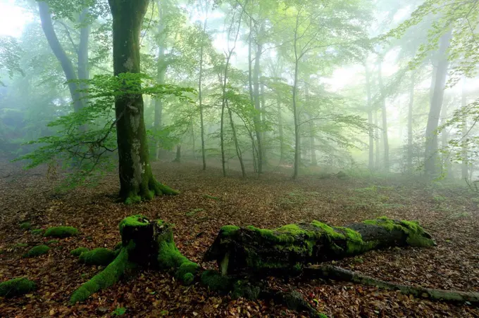 Beech forest, Kastel-Staadt, Saar Valley, Rhineland-Palatinate, Germany