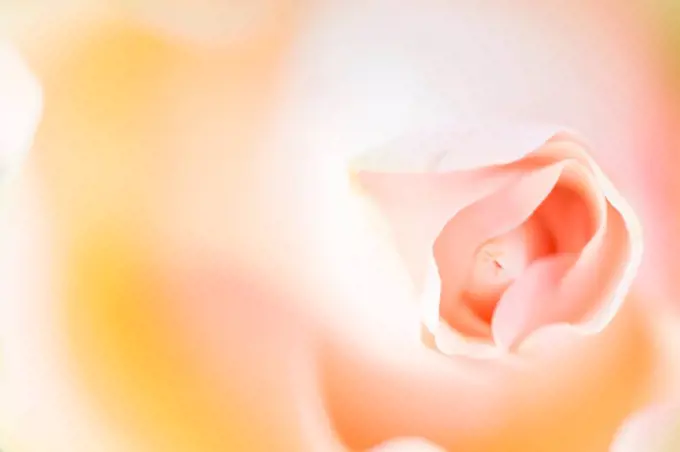 rosebud, pastel pink color, close-up