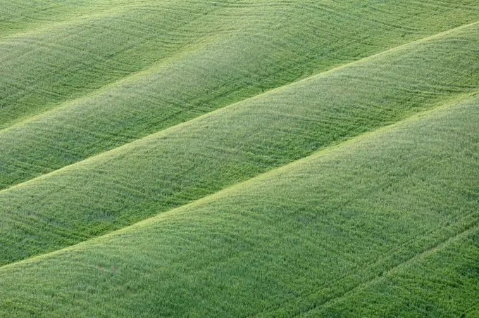Green meadow on the hills of the Crete Senesi, Asciano, detail, Siena, Tuscany, Italy