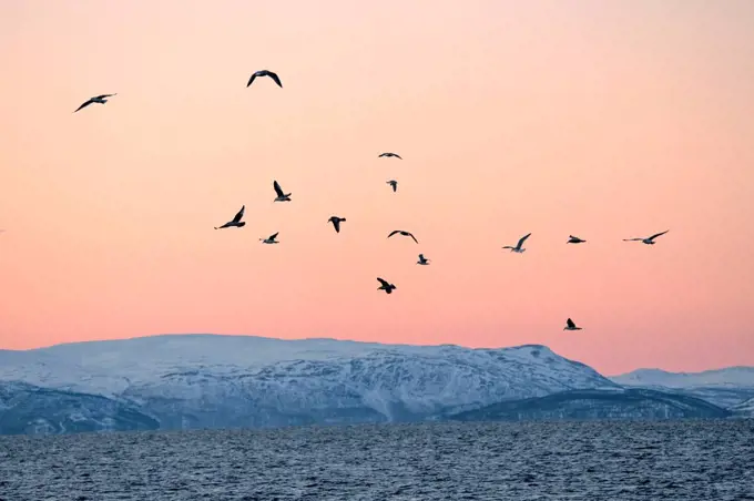 Flying birds at sunset, Norwegian Sea, Arctic, Skjervøy, Norway, Northern Europe