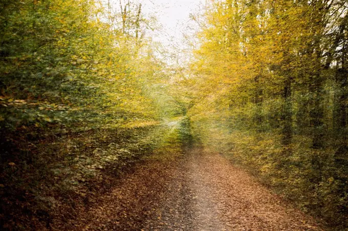 Deciduous forest, autumn leaves, double exposure, path