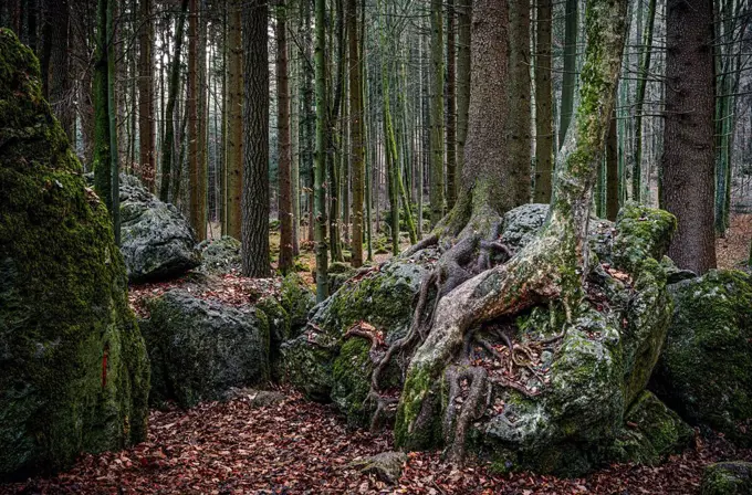 Druid grove in Franconian Switzerland, Bavaria