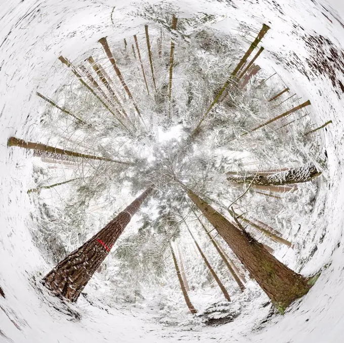 360 degree panorama, forest in winter