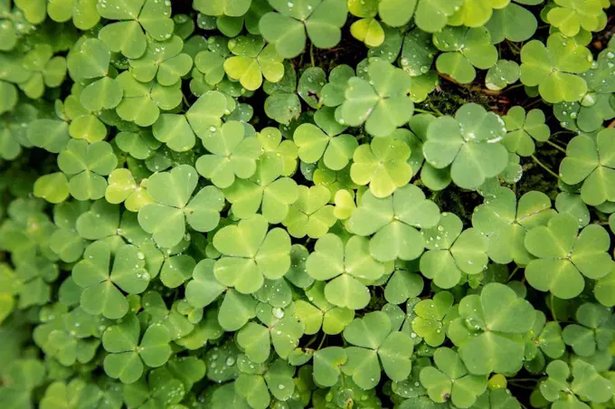 Oxalis acetosella, wood sorrel or common wood sorrel, green leaves growing in the forest