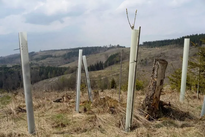 Reforestation of a clearcut after bark beetle infestation in the Thuringian Forest