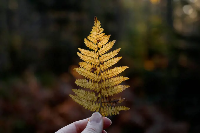 Autumn walk in forest, woman hand with an autumn colored fern branch, back light