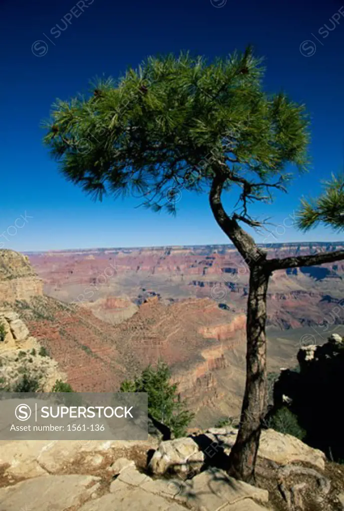 Tree on a rock, South Rim, Grand Canyon National Park, Arizona, USA