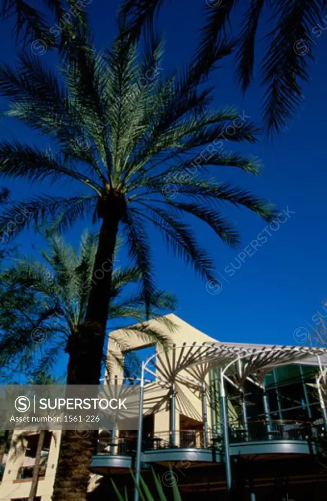 Low angle view of palm trees in front of a building, Arizona Center, Phoenix, Arizona, USA