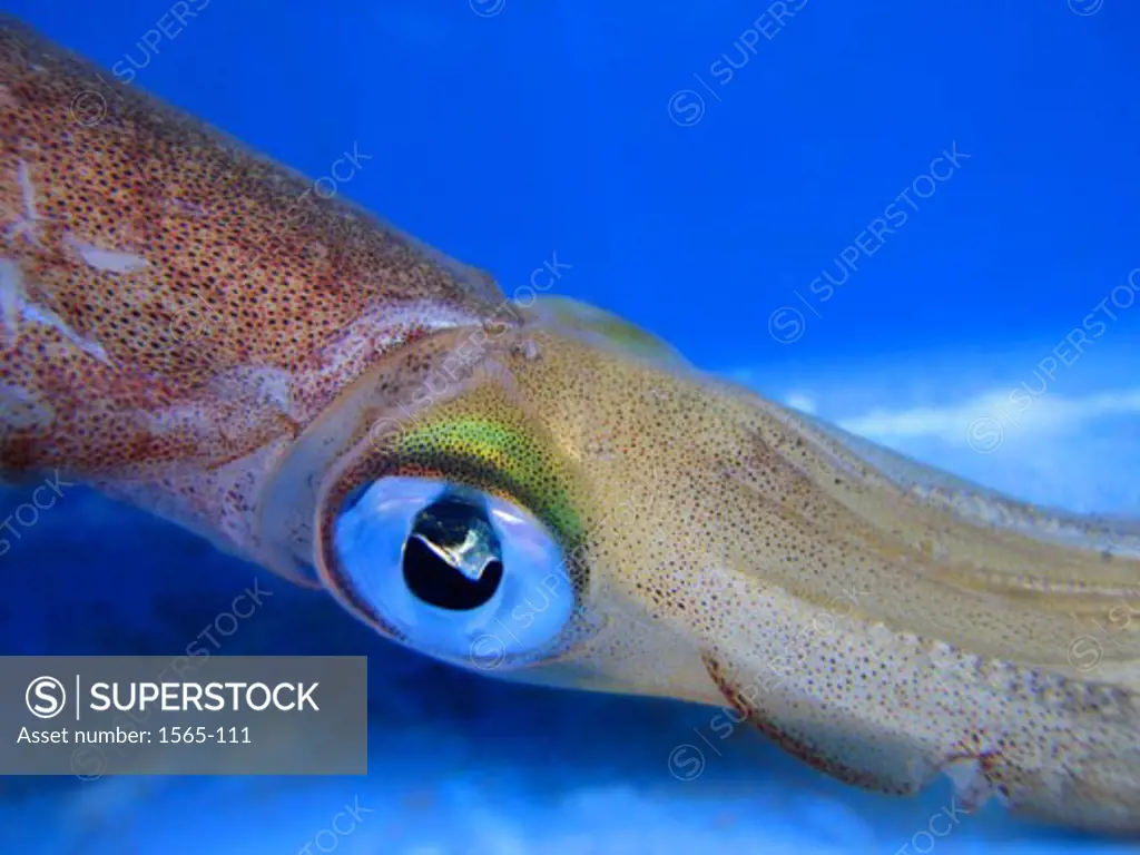Close-up of a squid underwater
