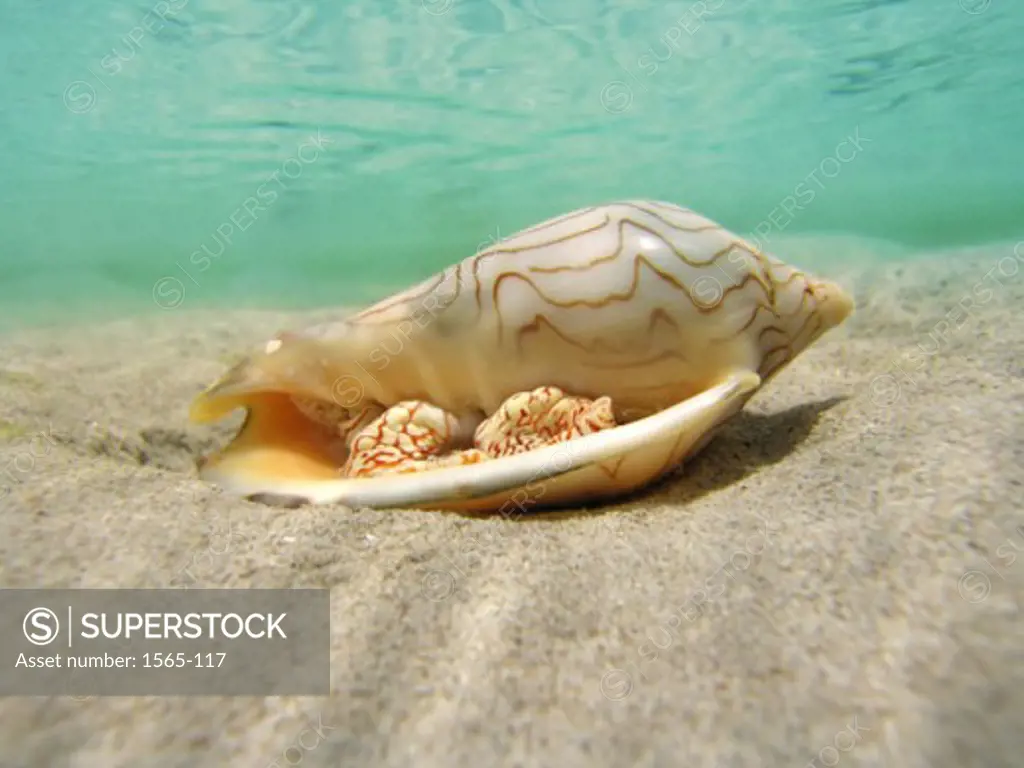 Close-up of a conch shell underwater