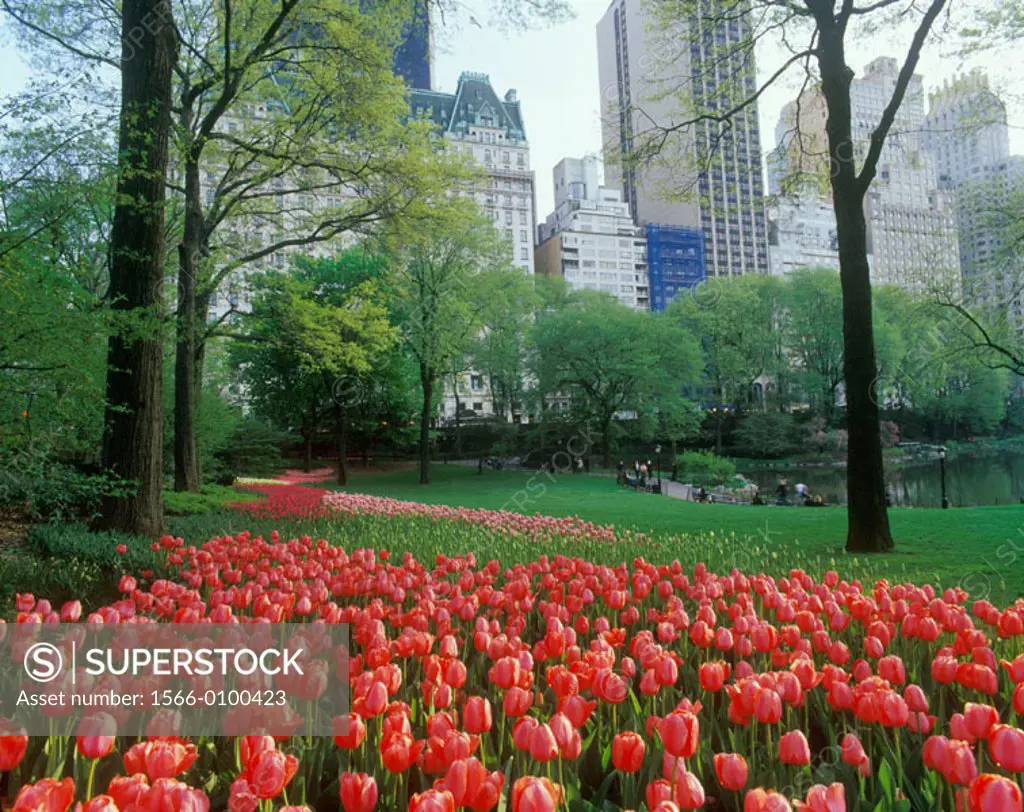 Spring flowers in Central Park South, Manhattan. New York City, USA