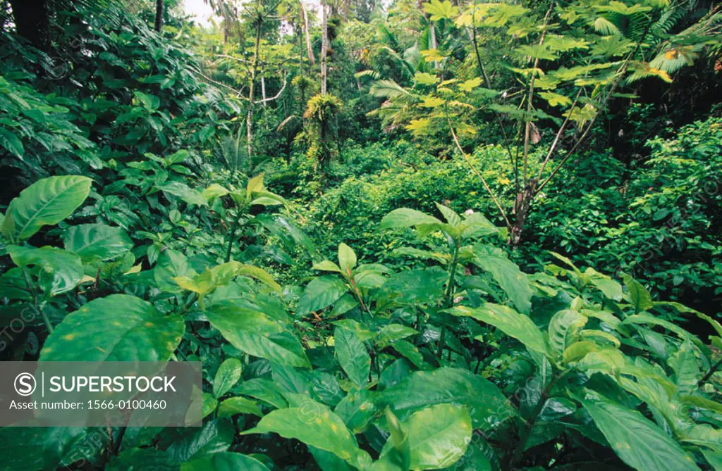 El Yunque Rainforest. Puerto Rico