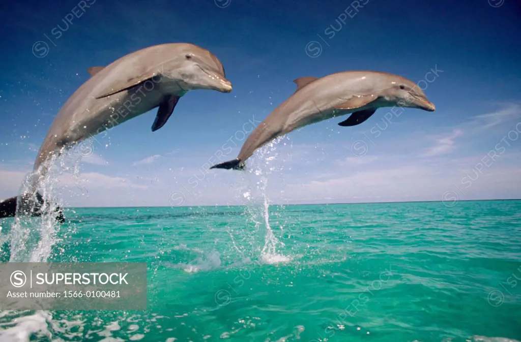 Bottlenose Dolphin (Tursiops truncatus).
