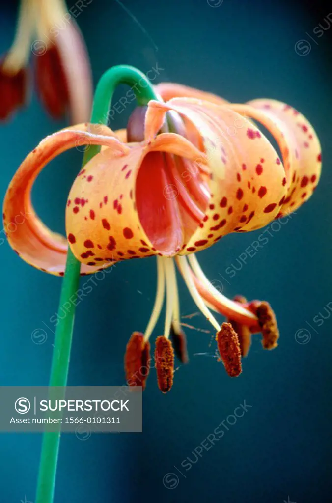 Turk´s Cap Lily (Lilium superbum). Ajax. Ontario. Canada