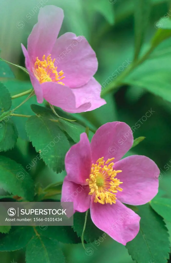 Prickly rose (Rosa acicularis)