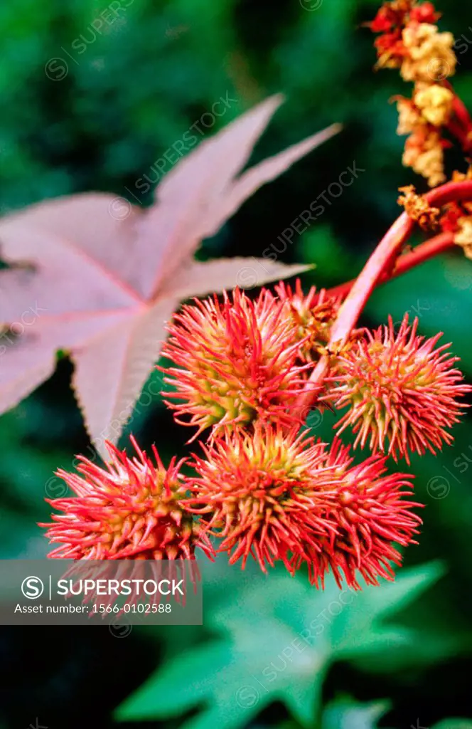 close-up of the seed pod of the castor bean plant (Ricinus communis)
