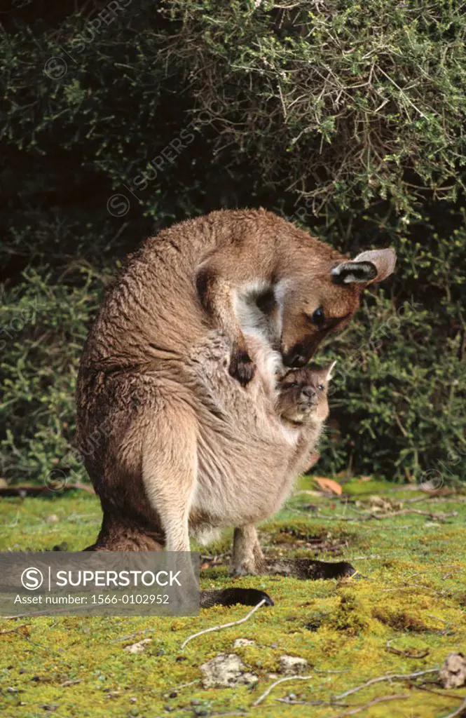 Western Grey Kangaroos (Macropus fuliginosus), mother and joey
