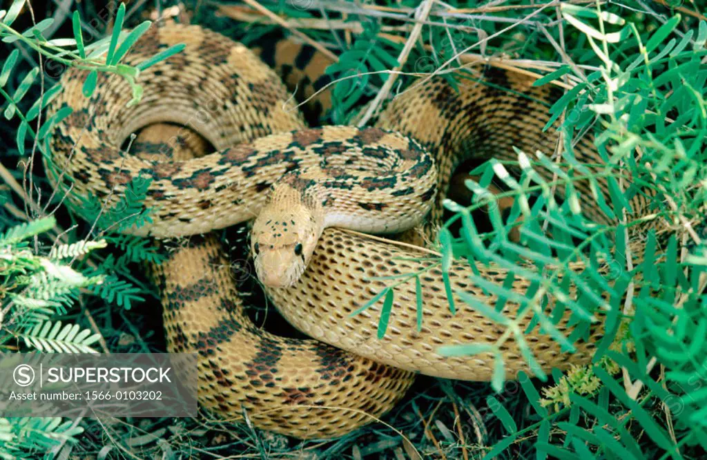 Gopher Snake (Pituophis melanoleucus)