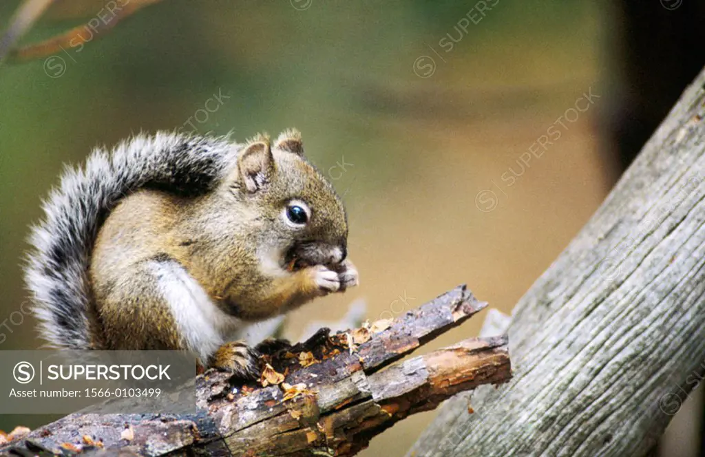 Mount Graham Red Squirrel (Tamiasciurus hudsonicus grahamen)