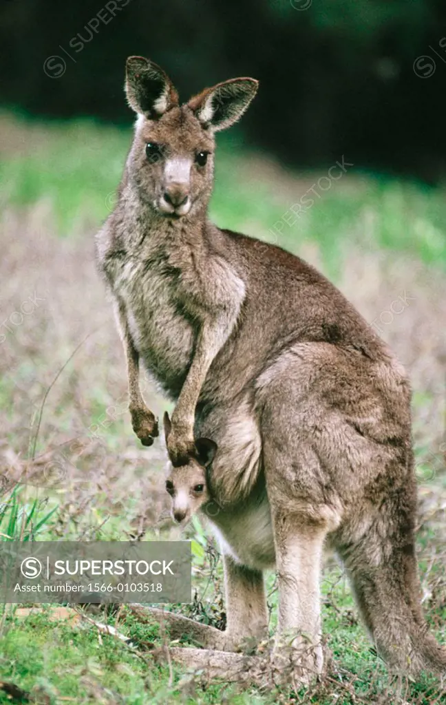 Eastern Grey Kangaroo (Macropus giganteus), mother and joey. Australia