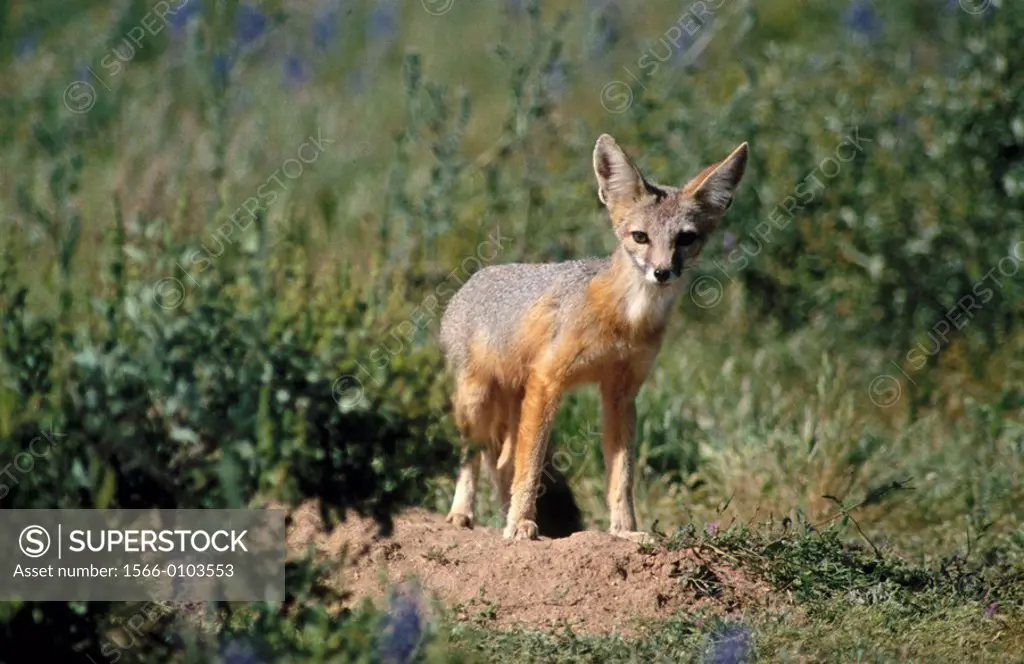 Kit Fox (Vulpes macrotis). Sonoran Desert. Arizona. USA